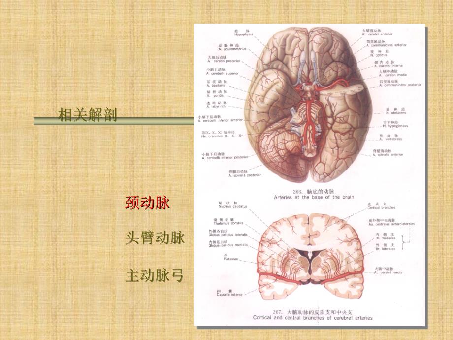 颅内血管狭窄的介入治疗ppt课件_第3页