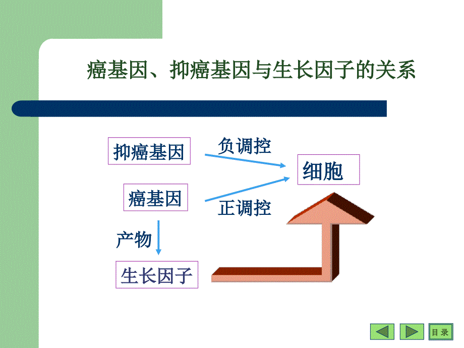 生物化学与分子生物学：第20章 癌基因、抑癌基因与生长因子_第3页