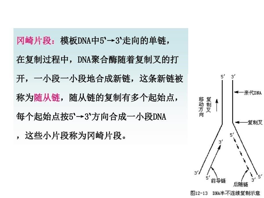 分子生物学：第三章_DNA的复制和修复_第5页