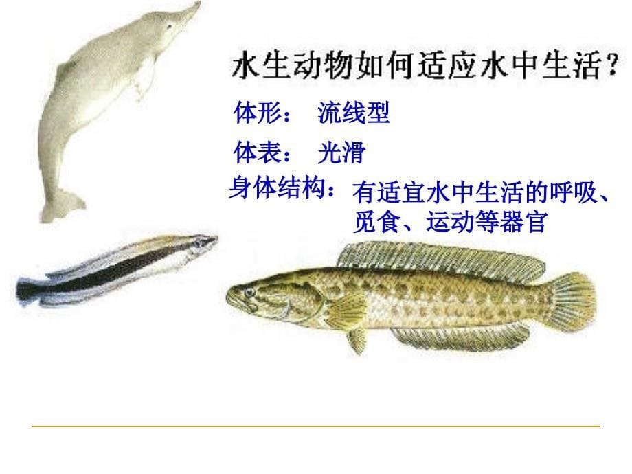 生物与环境的关系PPT课件_第5页