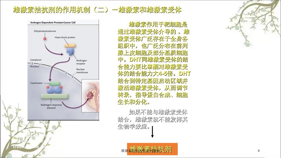 雄激素拮抗剂和前列腺癌课件_第4页