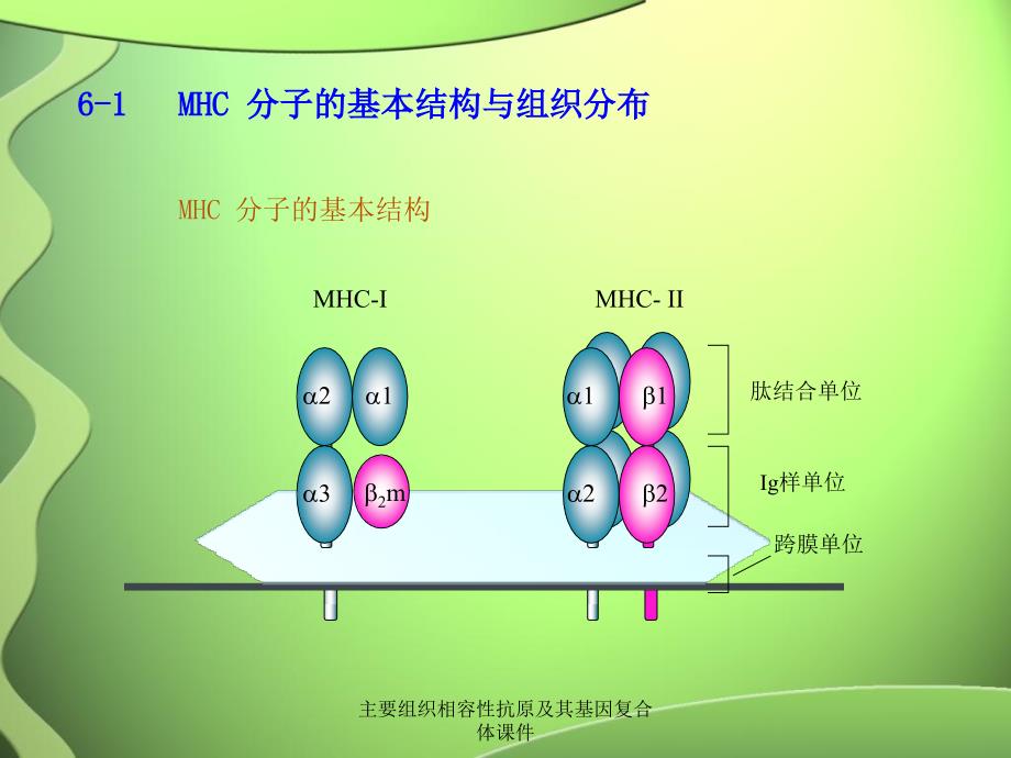 主要组织相容性抗原及其基因复合体课件_第4页