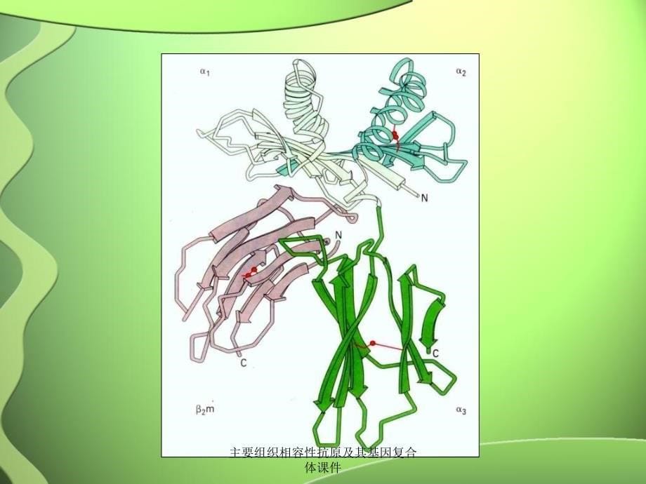 主要组织相容性抗原及其基因复合体课件_第5页