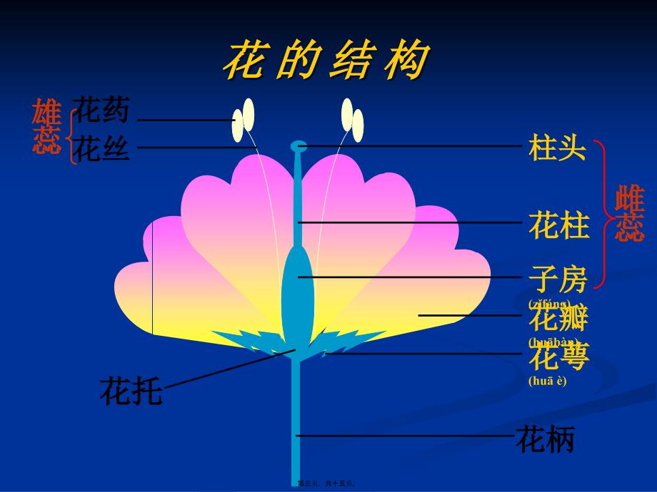 医学专题—精子+卵细胞——受精卵15979_第3页