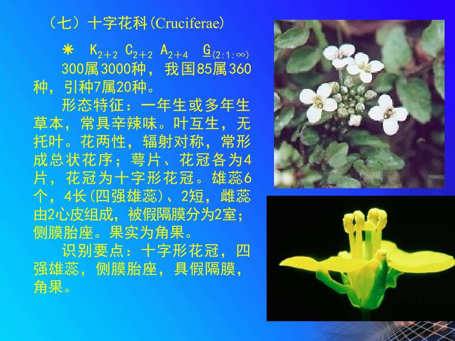 植物学12.4种子植物分类葫芦科蔷薇科_第1页