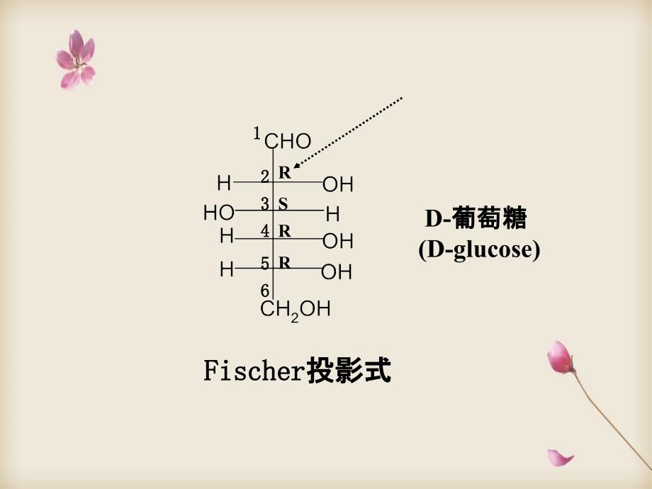 第二章糖与苷_第4页