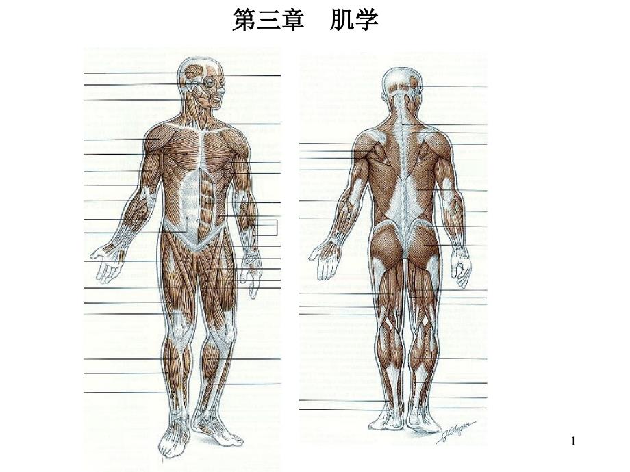 运动系统-肌学部分_第1页