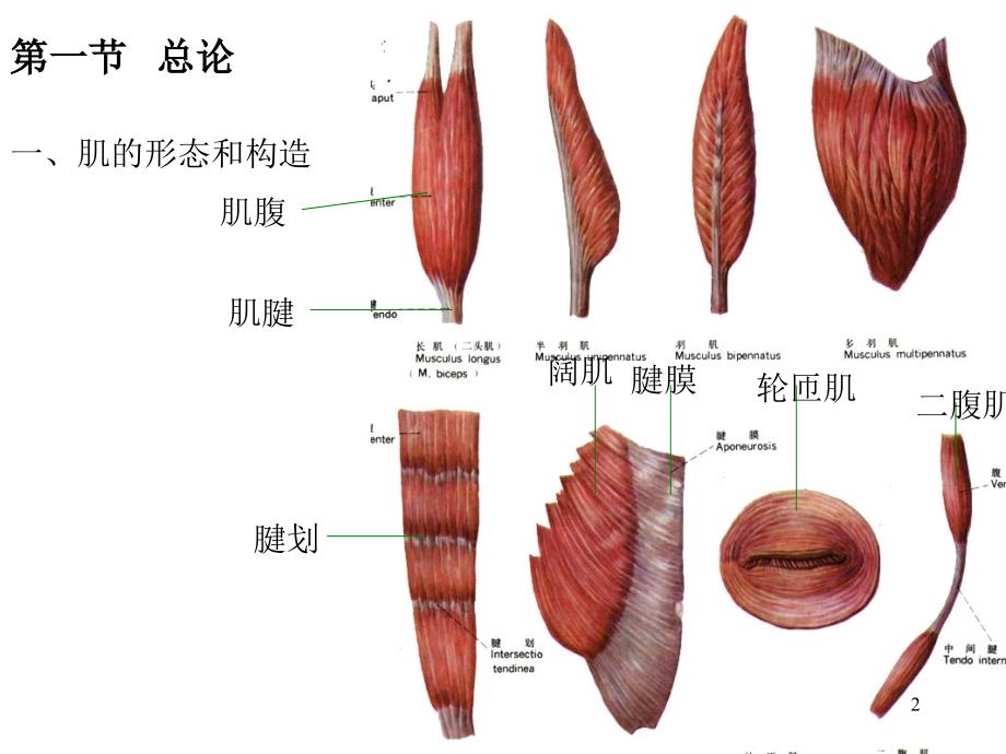 运动系统-肌学部分_第2页