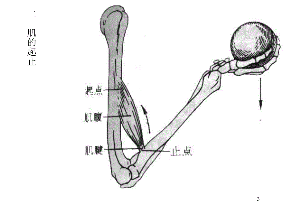 运动系统-肌学部分_第3页