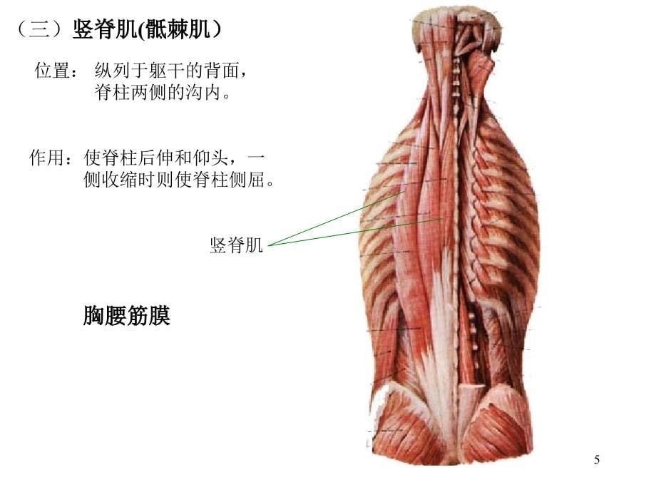 运动系统-肌学部分_第5页