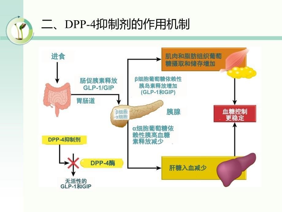 DPP-4抑制剂概述课件.ppt_第5页