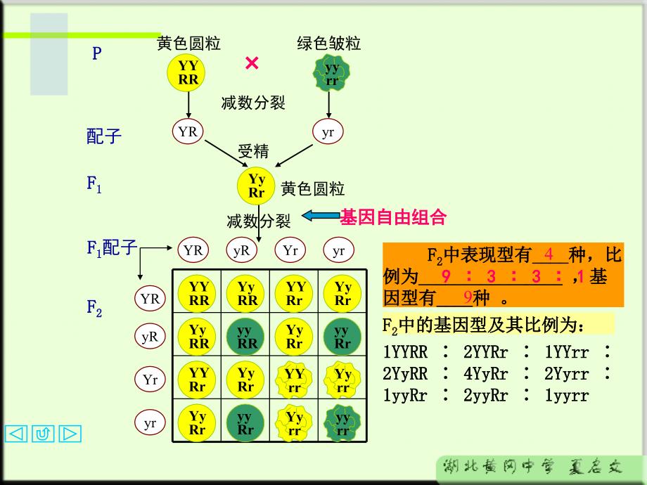 自由组合定律_第3页