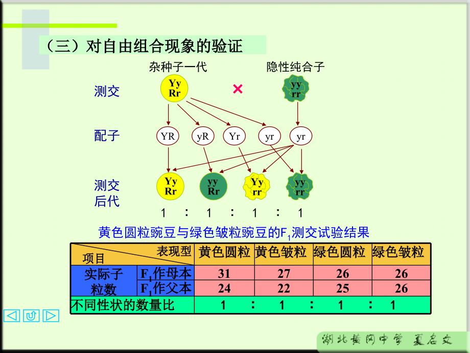 自由组合定律_第4页