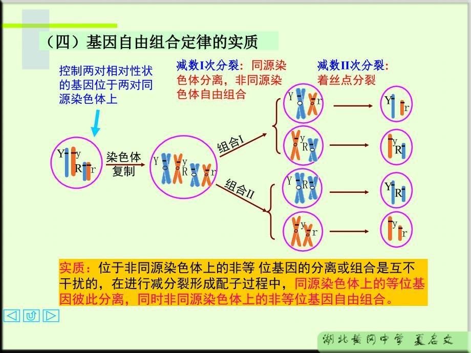 自由组合定律_第5页