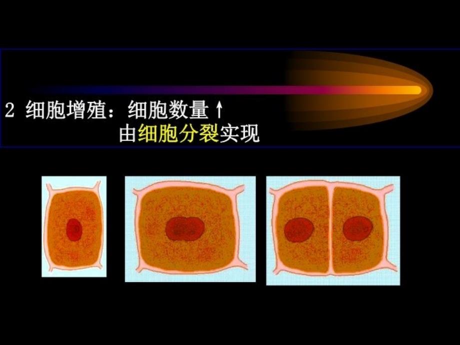 最新发育生物学第四周幻灯片_第4页