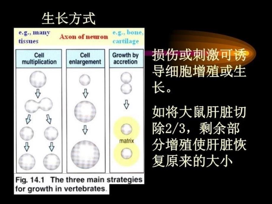 最新发育生物学第四周幻灯片_第5页