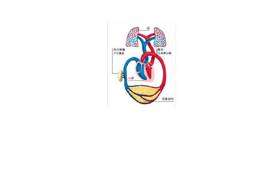 人体血液循环系统示意图_第2页