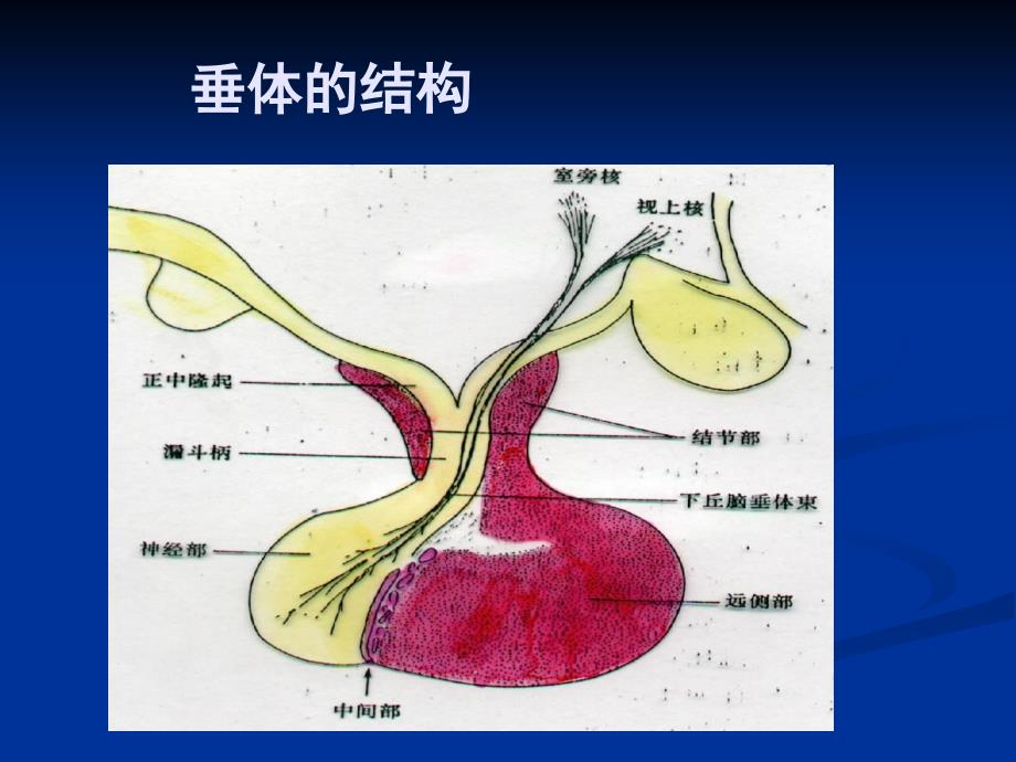 垂体瘤的诊治指南_第2页