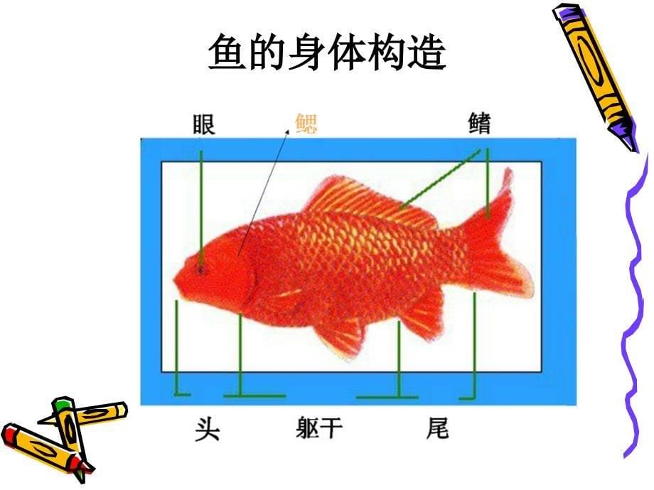 2水族的公民课件1_第5页