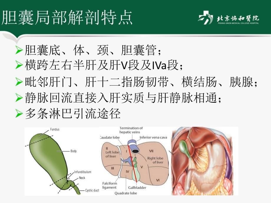 胆囊癌临床病理分期及外科决策协和医院刘乔飞课件_第5页