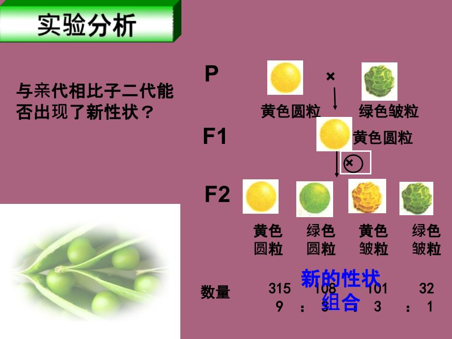 人教版高中生物必修2第1章第2节孟德尔的豌豆杂交实验二ppt课件_第4页