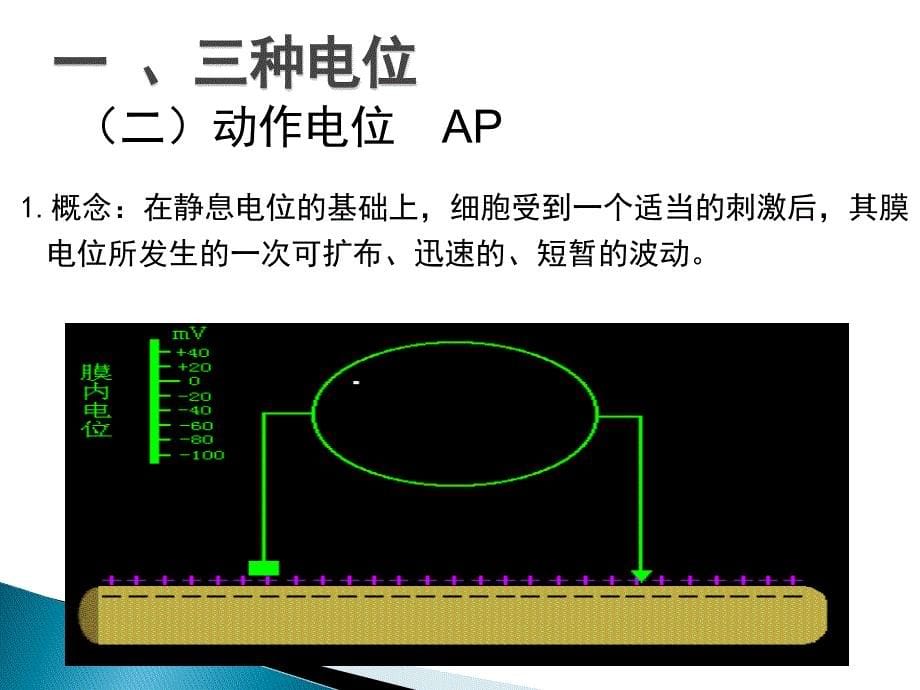 神经干动作电位传导速度和不应期的测定_第5页