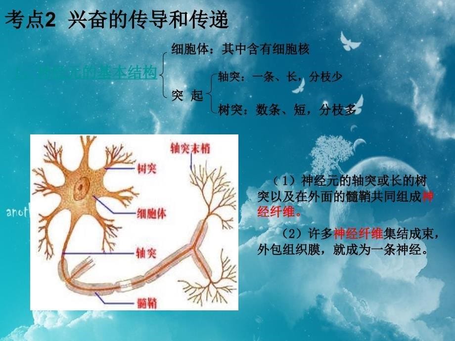 最新高三一轮复习通过神经系统的调节PPT文档_第5页