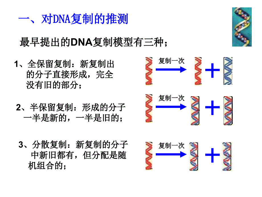 DNA的复制_第4页