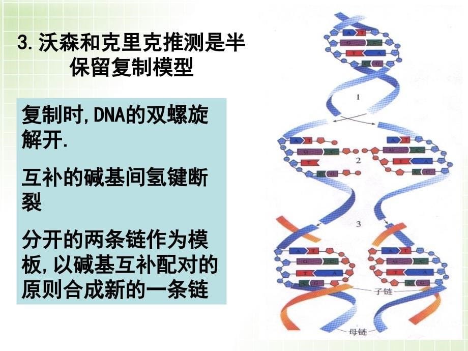 DNA的复制_第5页