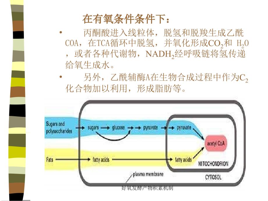 好氧发酵产物积累机制课件_第2页