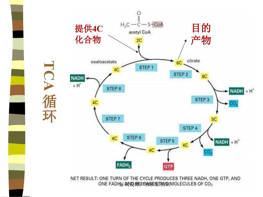 好氧发酵产物积累机制课件_第4页