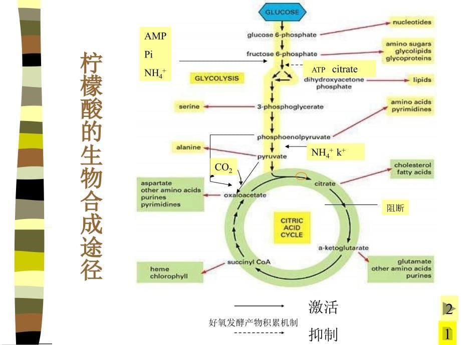 好氧发酵产物积累机制课件_第5页