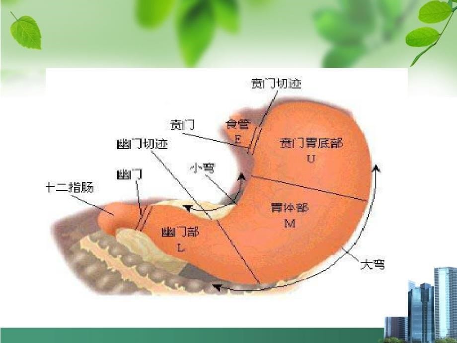 胃大部分切除术手术配合_第5页