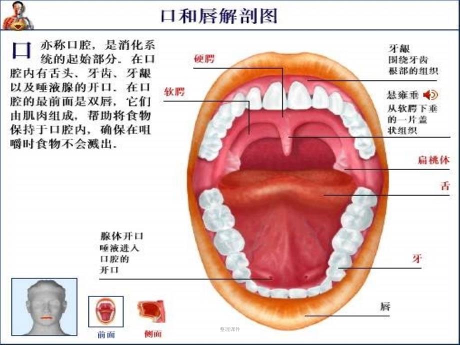 口腔护理岗前培训_第3页