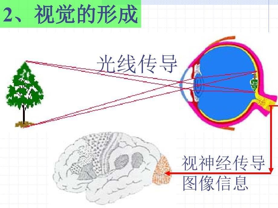 3.4眼睛和眼镜_第5页