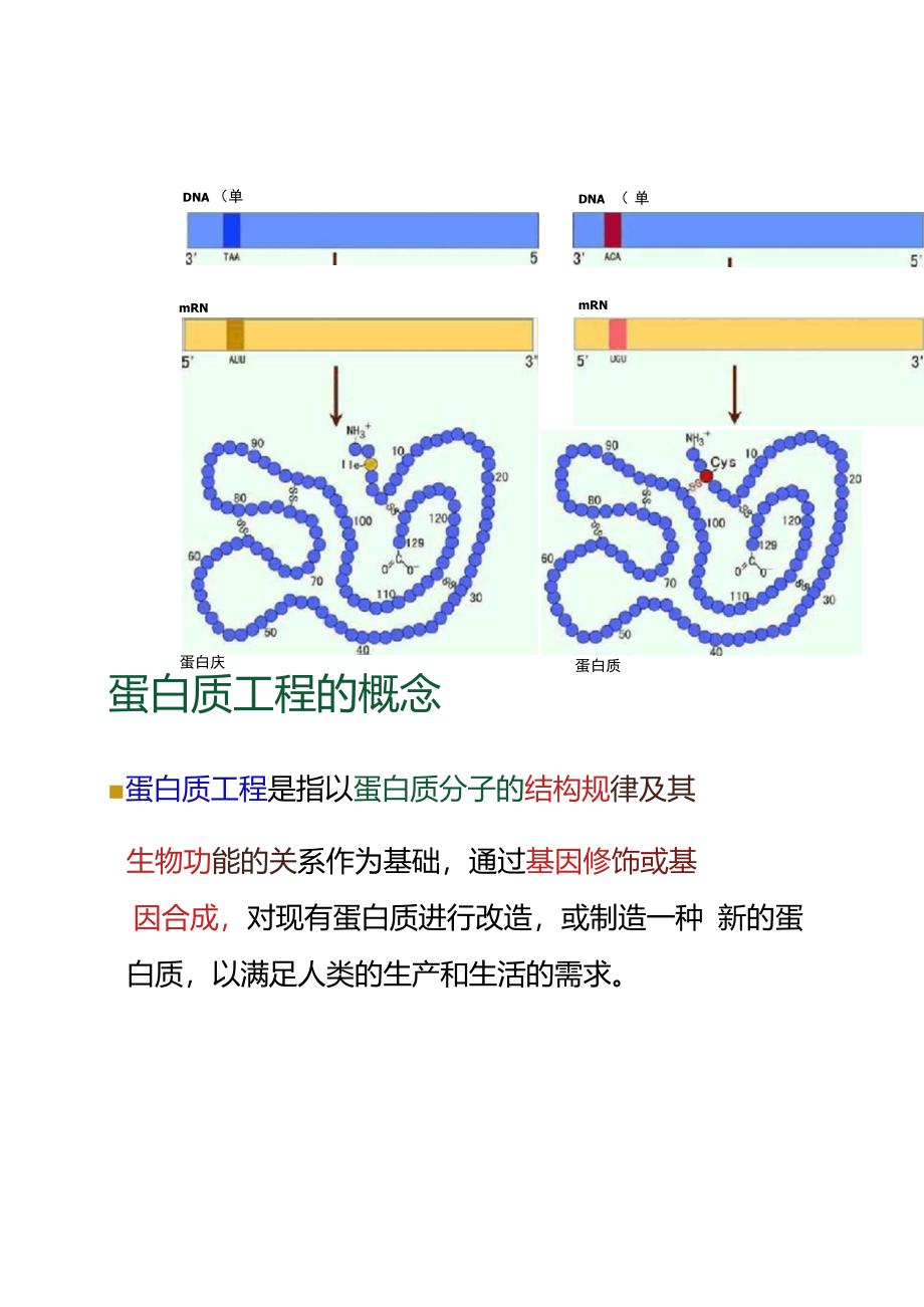 蛋白质工程的崛起上课好用._第5页