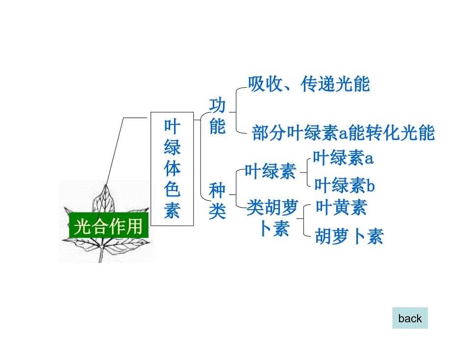 光合作用和呼吸作用_第5页