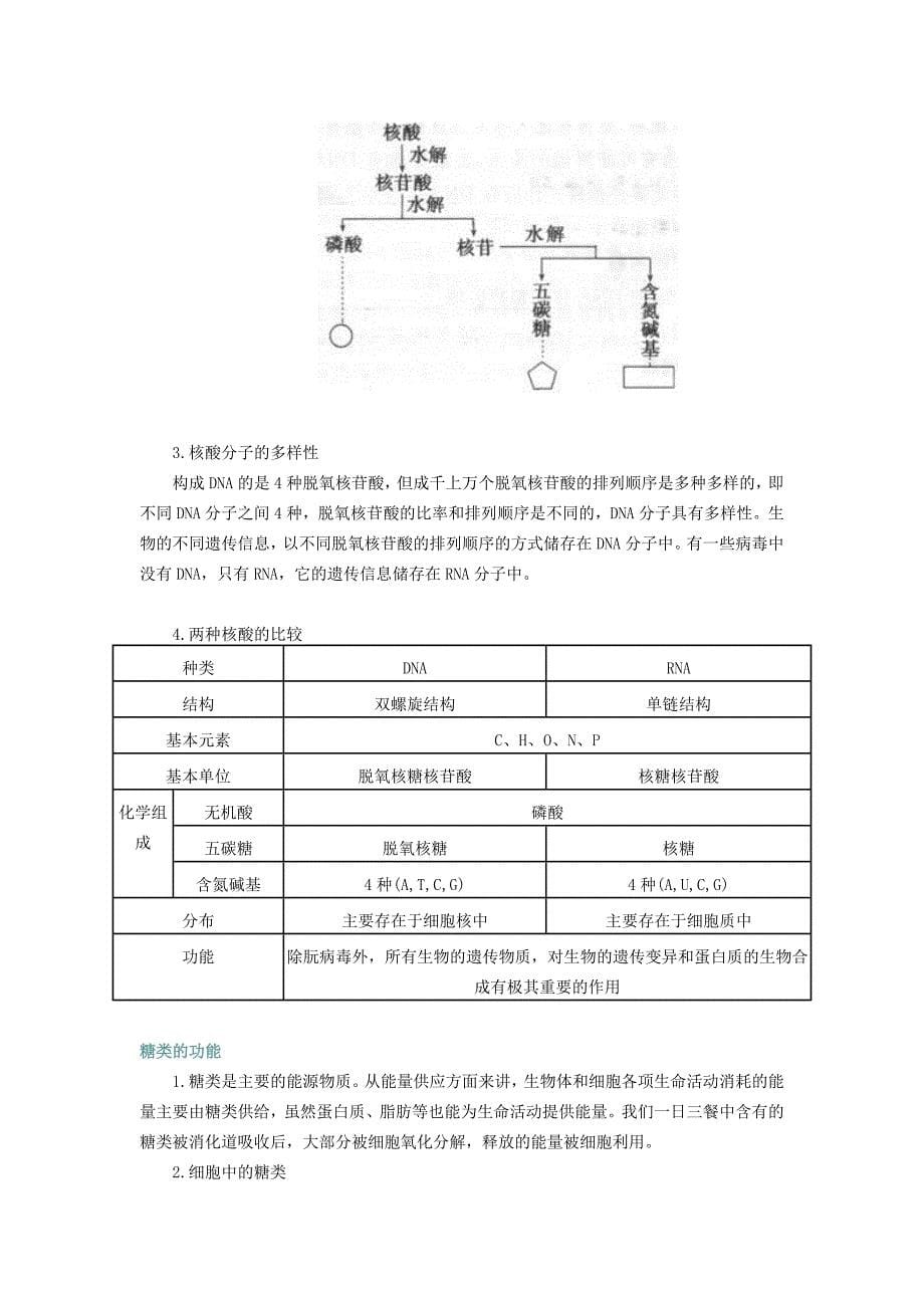 组成细胞的有机物_第5页