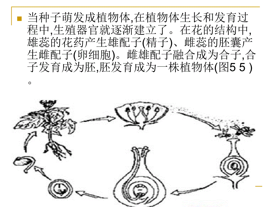 种子植物的有性生殖和发育_第3页