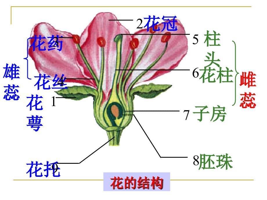 种子植物的有性生殖和发育_第5页