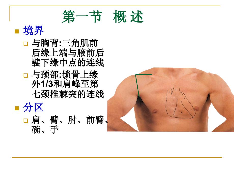 局部解剖学课件：上肢 (3)_第4页