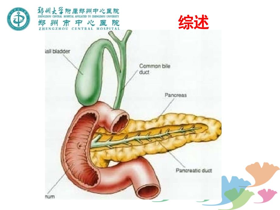 胰腺解剖与病理生理_第4页