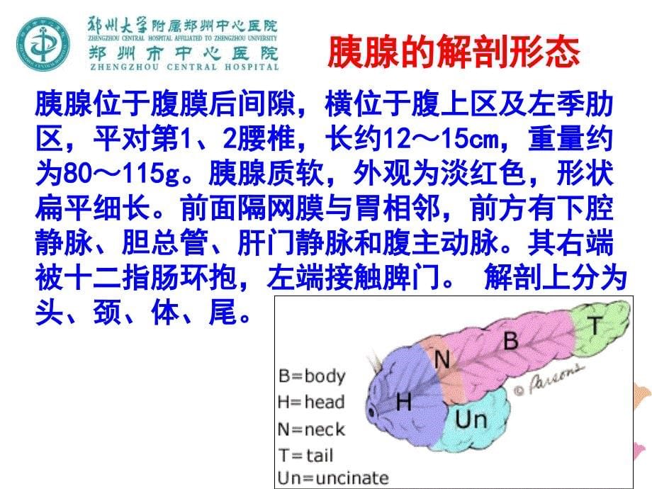 胰腺解剖与病理生理_第5页