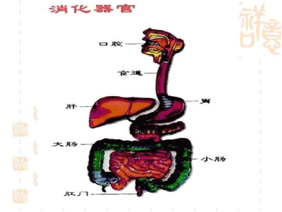 食物到哪里去了_第5页