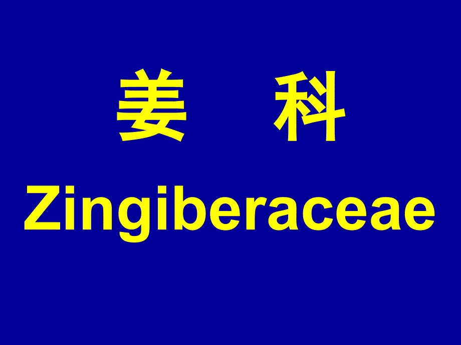 姜科Zingiberaceaeppt课件_第1页