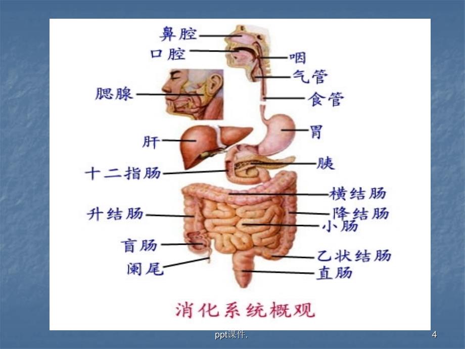 上消化道出血临床指南ppt课件_第4页