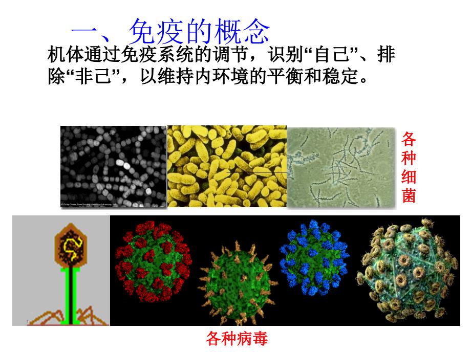 生物竞赛-动物解剖和生理-第八节-免疫_第2页