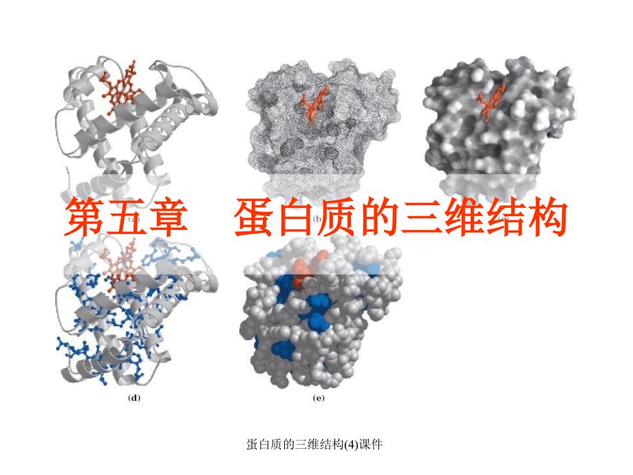 蛋白质的三维结构4课件_第1页