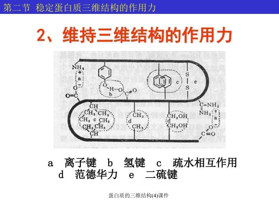 蛋白质的三维结构4课件_第5页