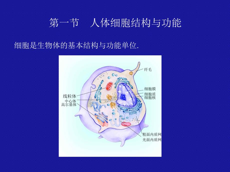 人体基本构概述_第2页